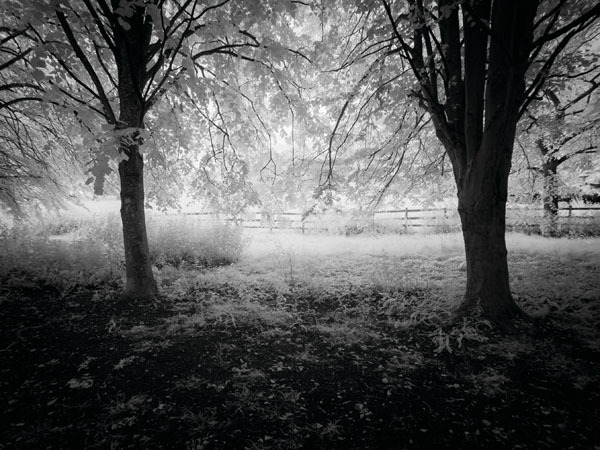 Abbey Walk - Witshire