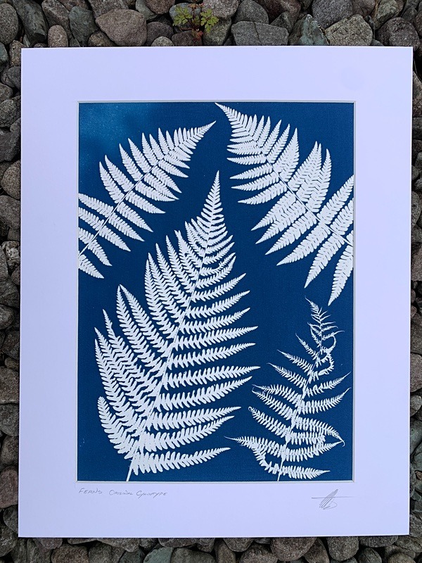 'Ferns'  One of a kind original cyanotype - Alternative Photography