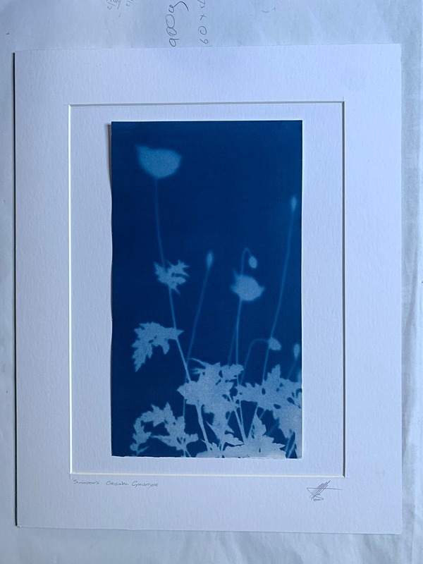 'Shadows' One of a kind original non destructive cyanotype - Alternative Photography