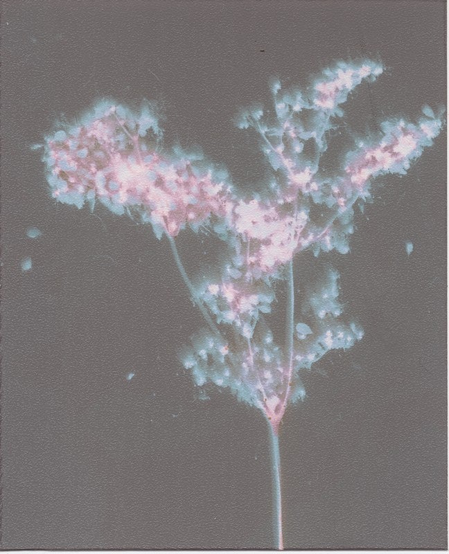  - Alternative Photography