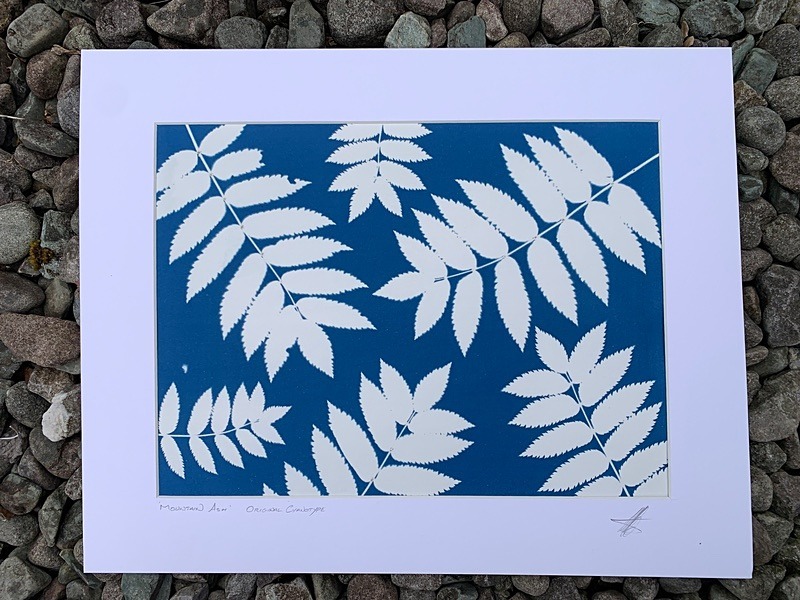 'Mountain Ash' One of a kind original cyanotype - Alternative Photography