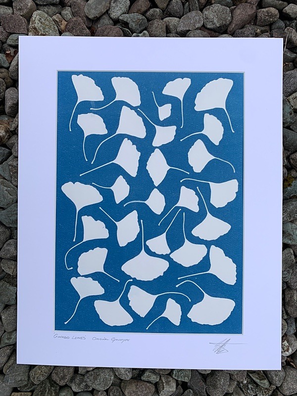 'Ginkgo Leaves' One of a kind original cyanotype - Alternative Photography