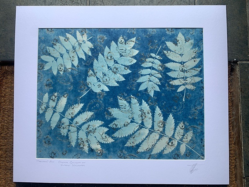 'Mountain Ash' One of a kind original cyanotype on Vintage Wallpaper. - Alternative Photography