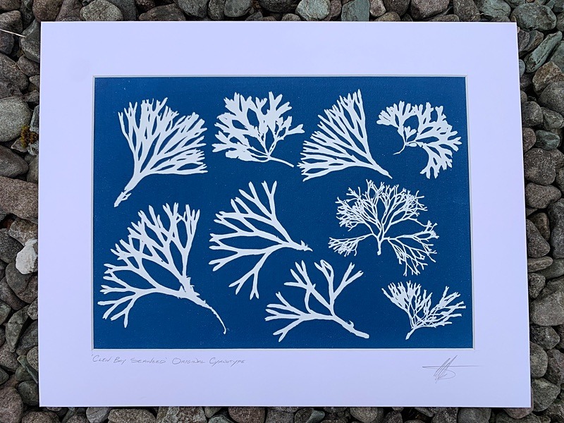 'Clew Bay Seaweed'  One of a kind original cyanotype - Alternative Photography
