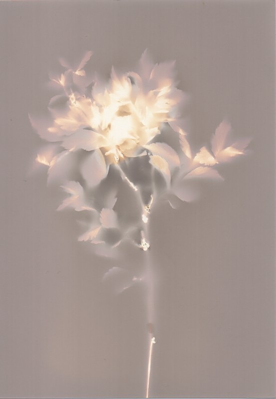  - Alternative Photography