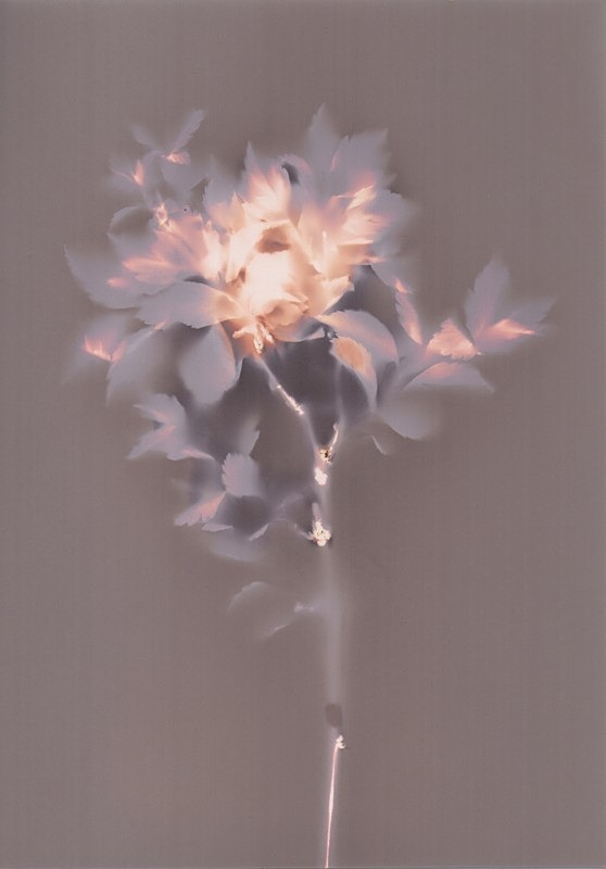  - Alternative Photography