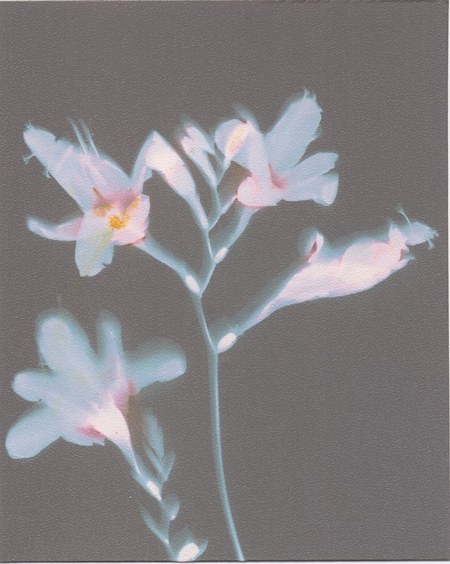  - Alternative Photography