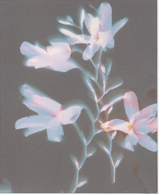  - Alternative Photography