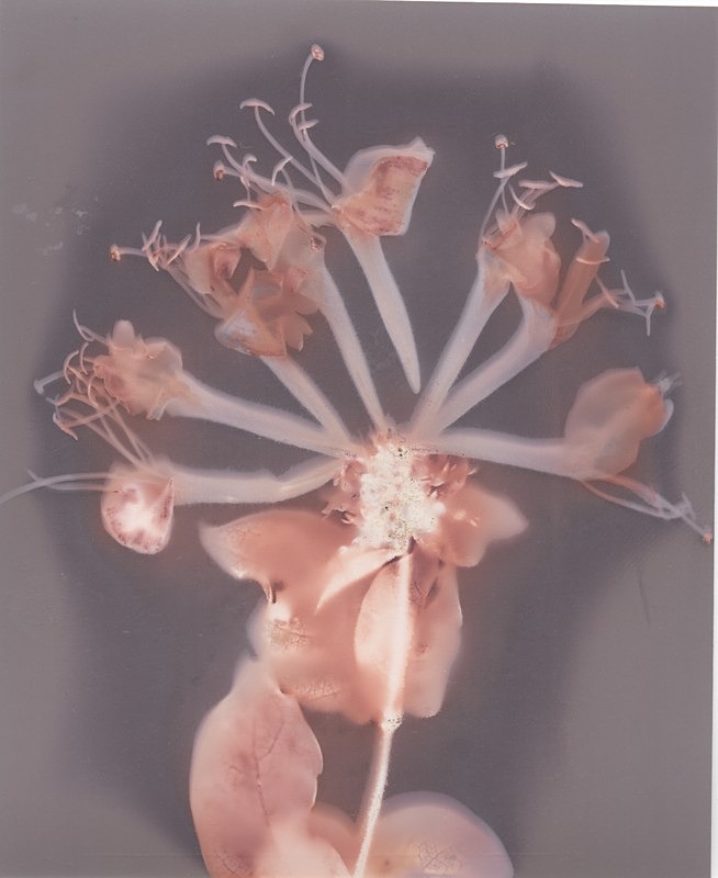  - Alternative Photography
