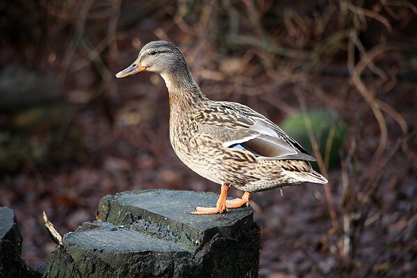  - Wildlife