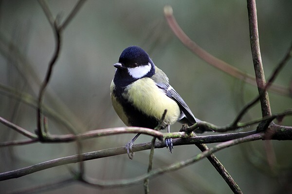  - Wildlife