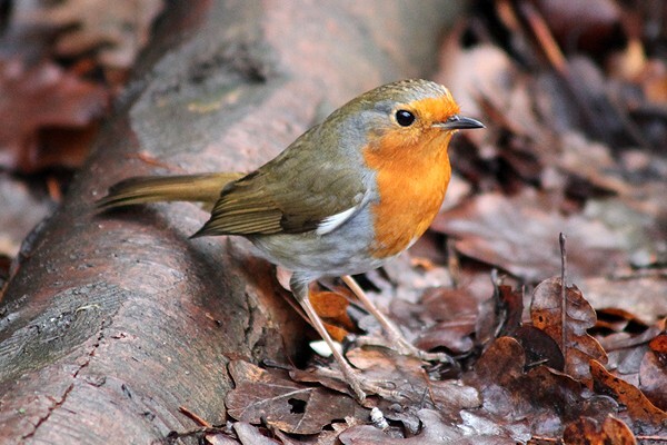  - Wildlife