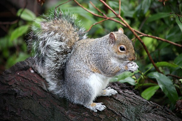  - Wildlife