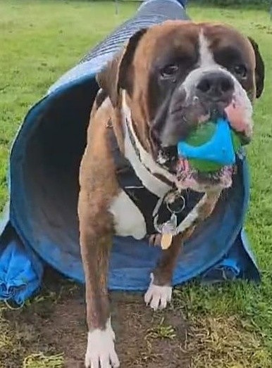  - Dogs who have stayed at Dolphins or would like to