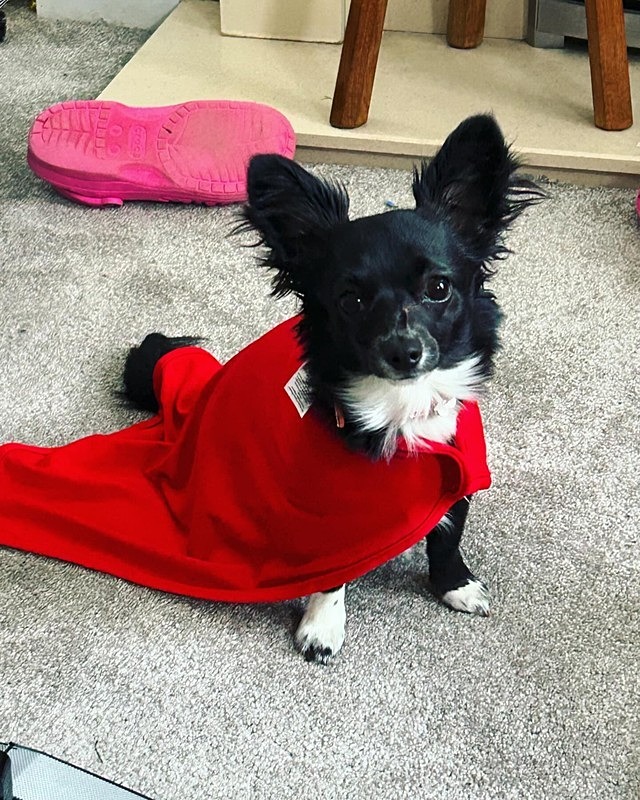  - Dogs who have stayed at Dolphins or would like to