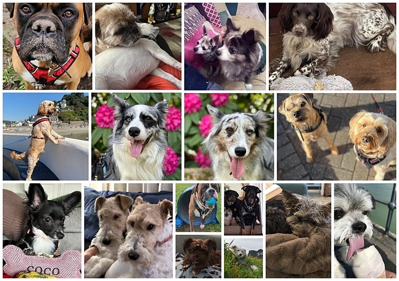 Dog friendly Dolphins - Dogs who have stayed at Dolphins or would like to