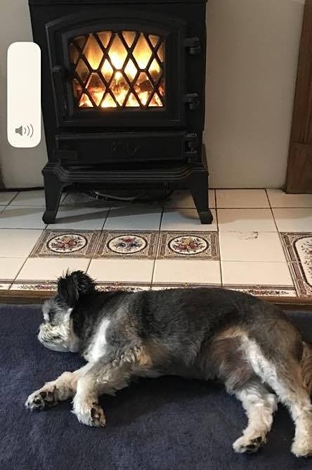 - Dogs who have stayed at Dolphins or would like to