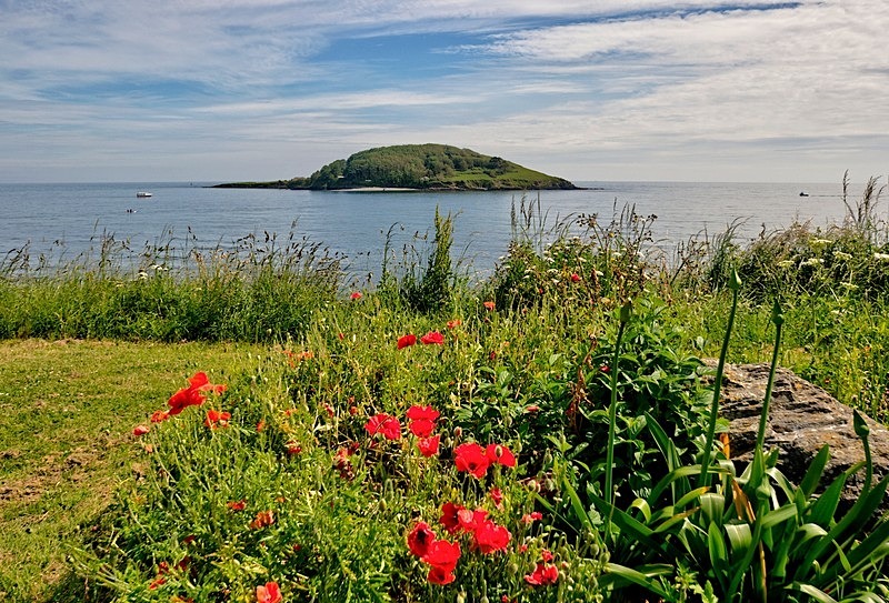 Poppy view of Looe island - Photos of Looe