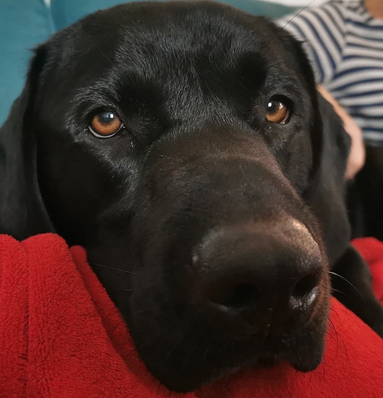  - Dogs who have stayed at Dolphins or would like to