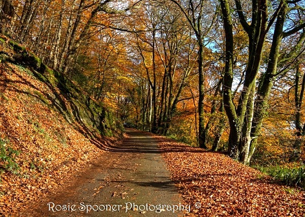 Autumn in Kilminorth Woods - Christmas and Autumn