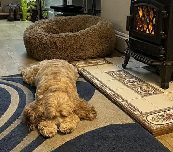  - Dogs who have stayed at Dolphins or would like to
