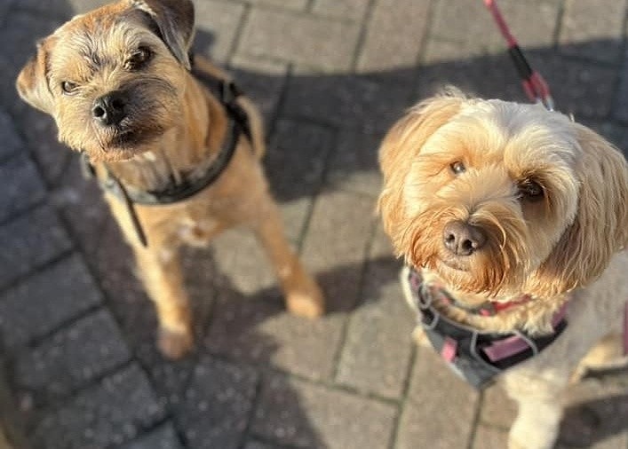  - Dogs who have stayed at Dolphins or would like to