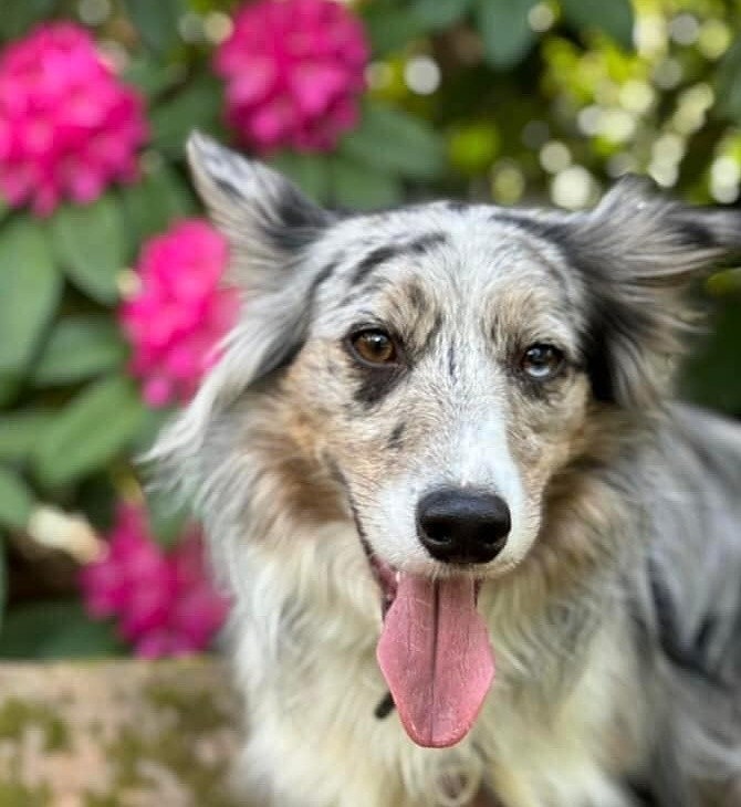  - Dogs who have stayed at Dolphins or would like to