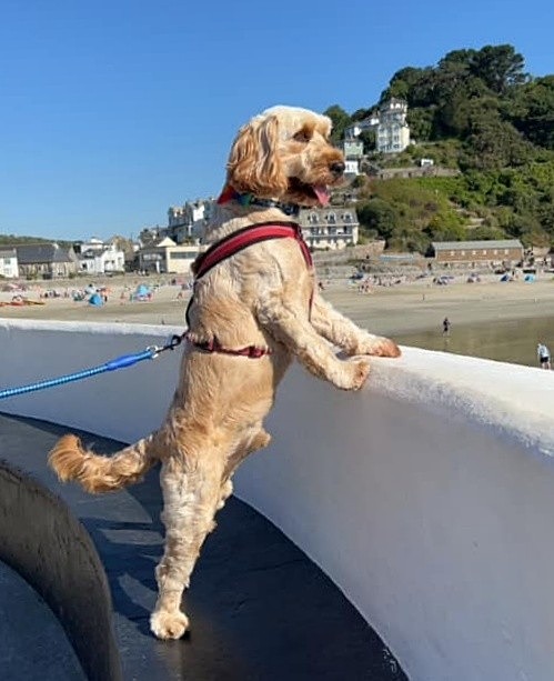  - Dogs who have stayed at Dolphins or would like to