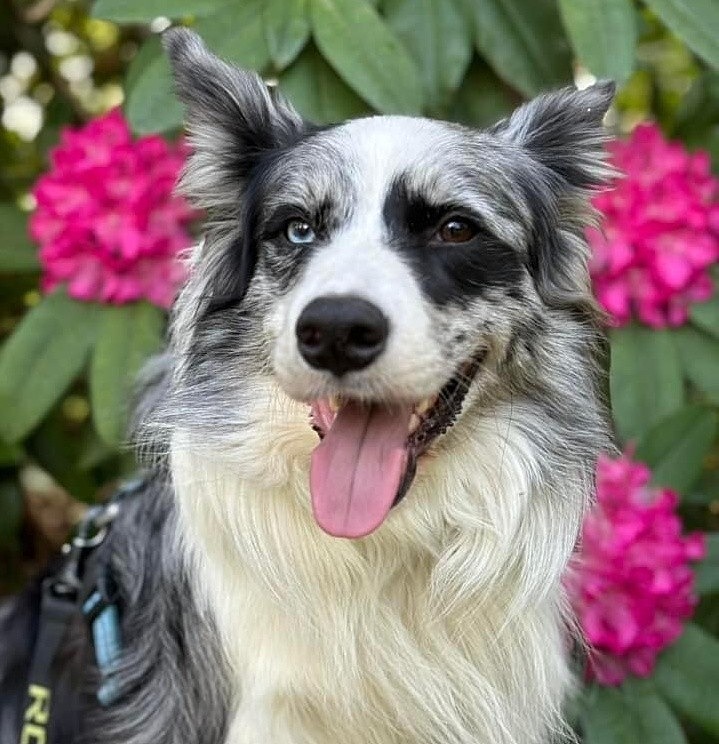  - Dogs who have stayed at Dolphins or would like to