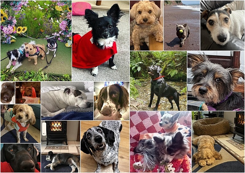 Dog Friendly Dolphins - Dogs who have stayed at Dolphins or would like to