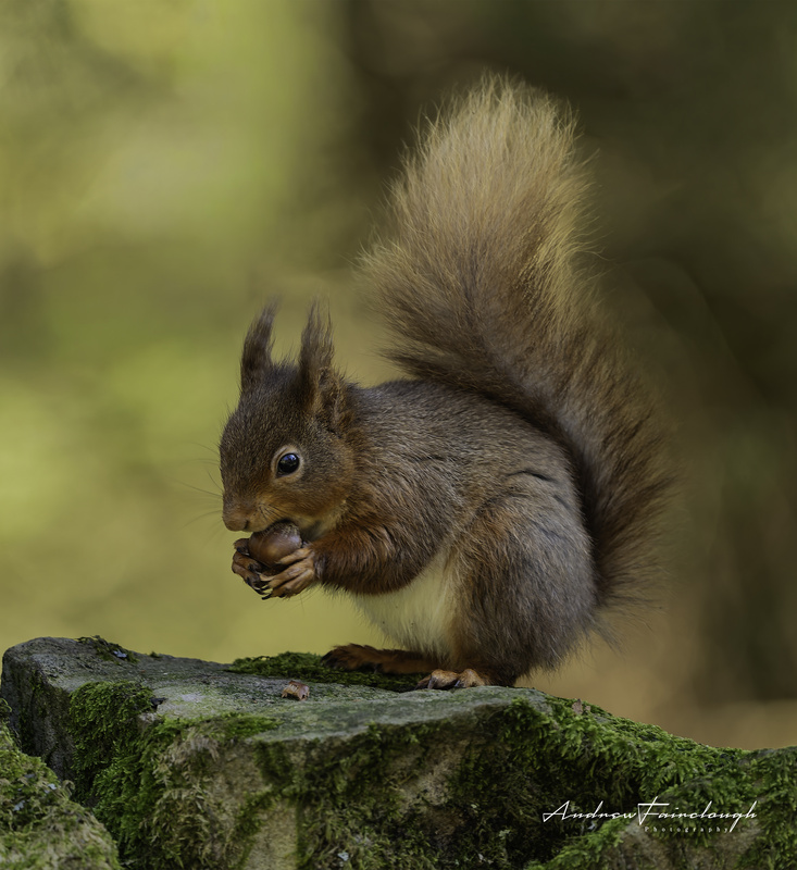 Red Squirrel eating hazelnut sat on a moss covered wall