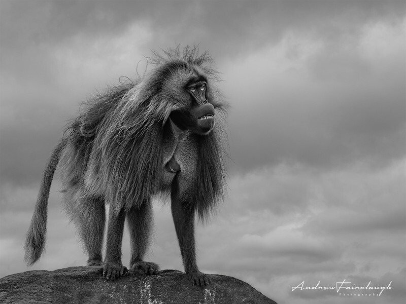 Master of all he surveys - Monochrome
