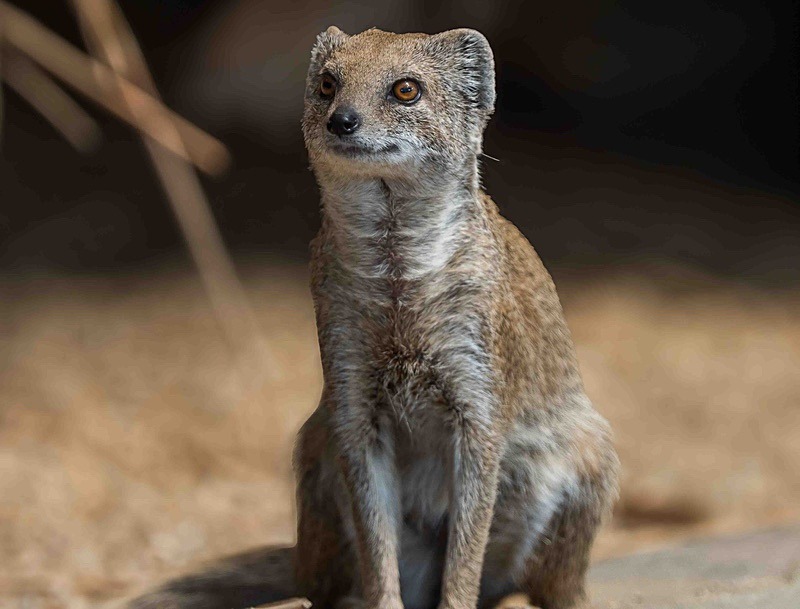  - Wildlife Photography