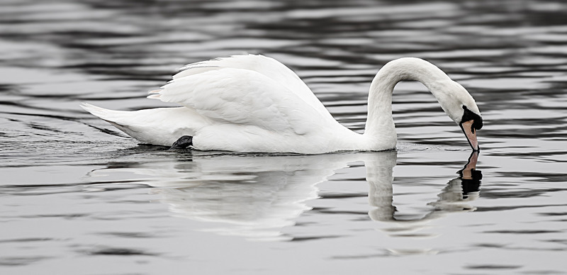 Mute Swan - Wildlife Photography
