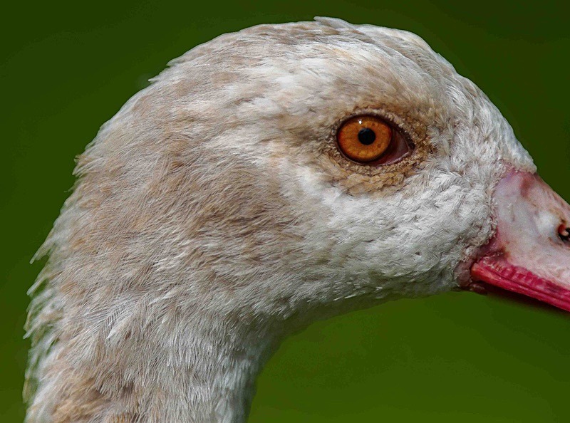  - Wildlife Photography