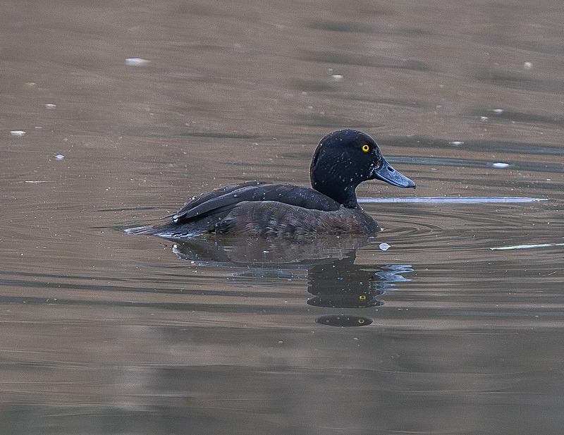 Tufted Duck - Wildlife Photography