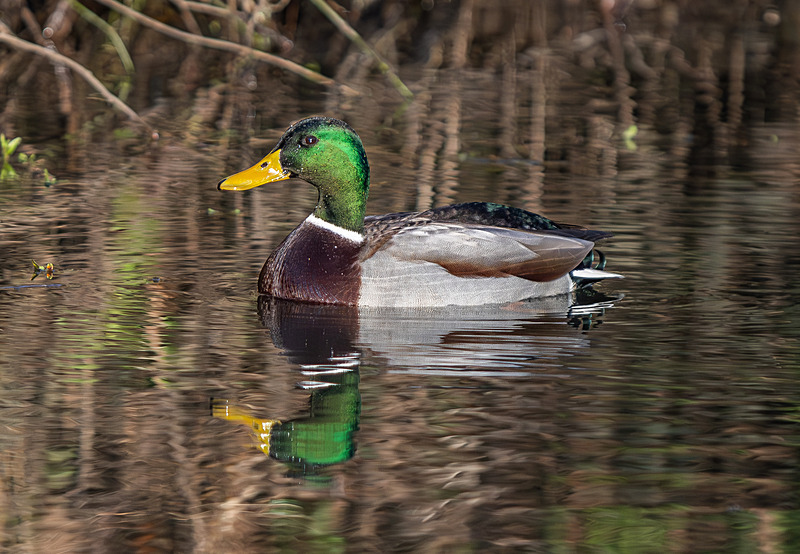 Mallard Duck - Wildlife Photography