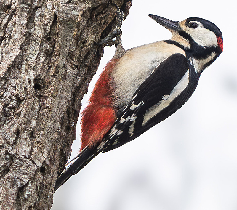 Great Spotted Woodpecker - Wildlife Photography