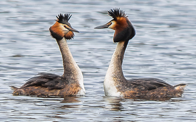 Great Crested Grebe - Wildlife Photography