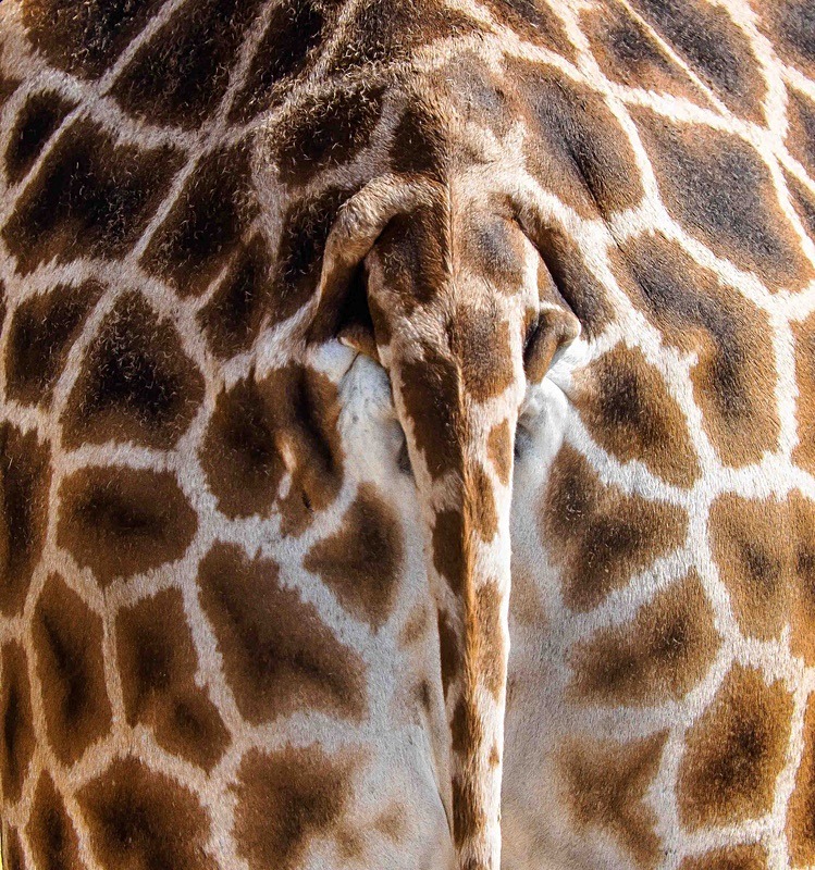  - Wildlife Photography