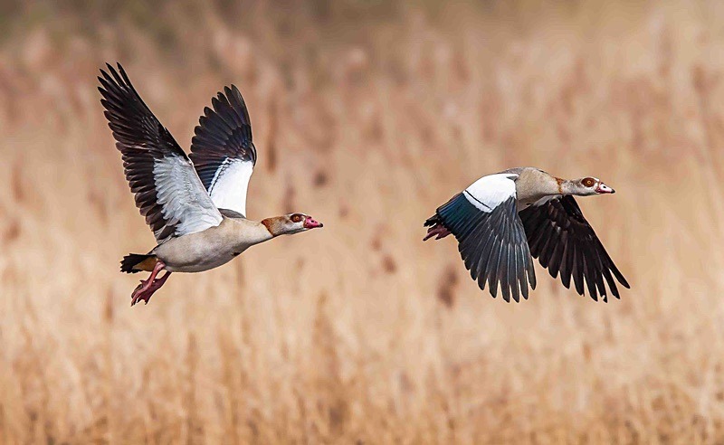  - Wildlife Photography