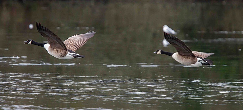  - Wildlife Photography