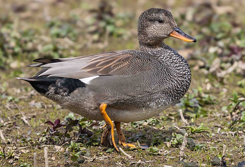 Gadwall - Wildlife Photography