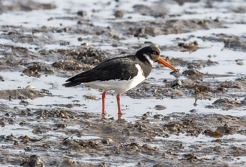 Eurasian Oystercatcher - Wildlife Photography