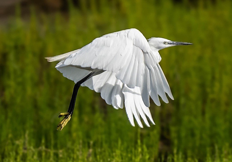  - Wildlife Photography