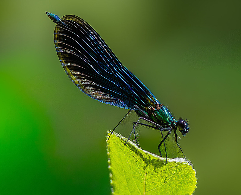 Banded Demoiselle - Wildlife Photography