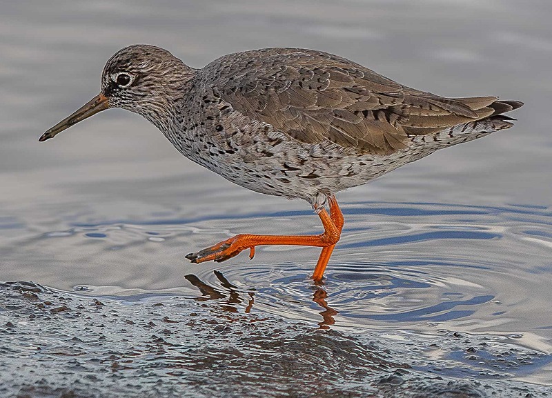 Common Redshank - Wildlife Photography