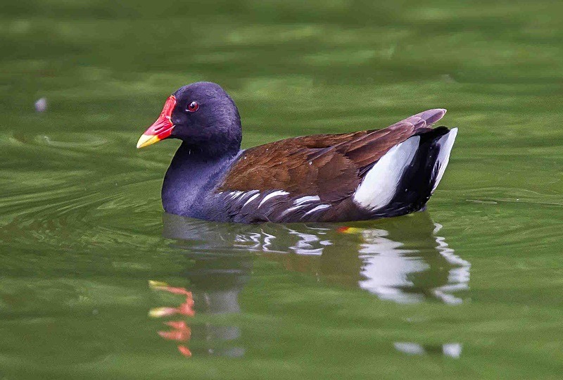  - Wildlife Photography