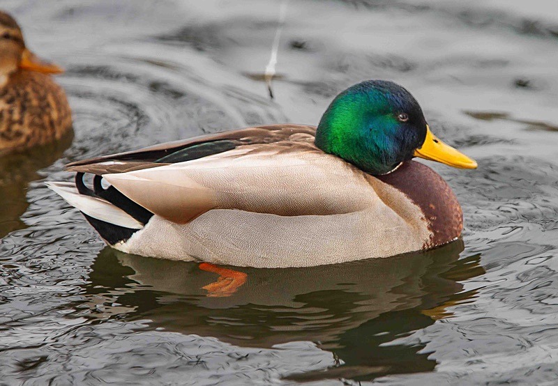  - Wildlife Photography