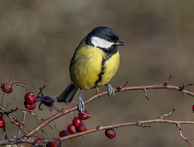 Great Tit - Wildlife Photography